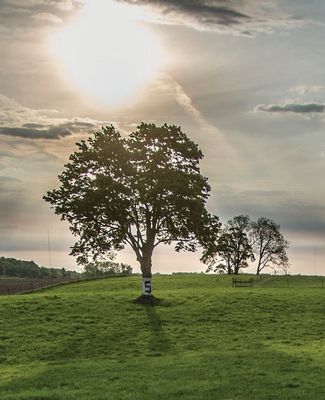 field at sunrise