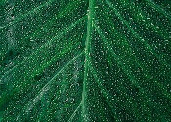 Close-up of water droplets on leaf