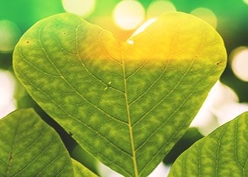 a heart shaped tree leaf
