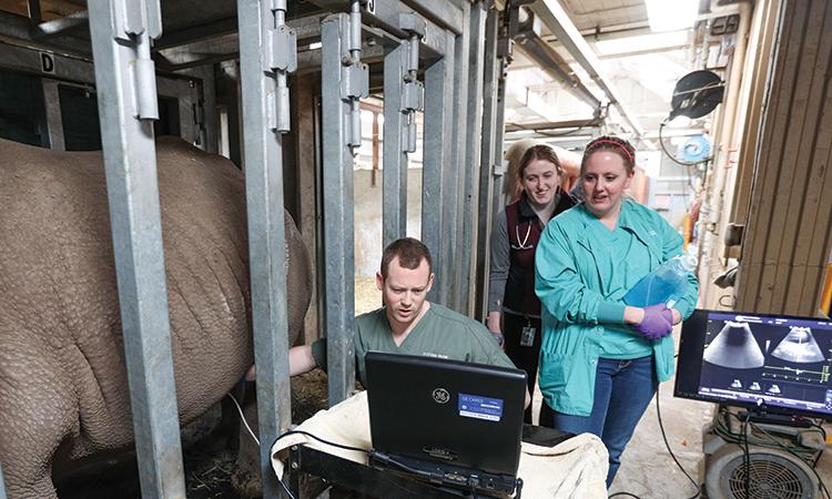 MSU's Dr. Eustace conducting an ultrasound on Doppsee with zoo staff looking on