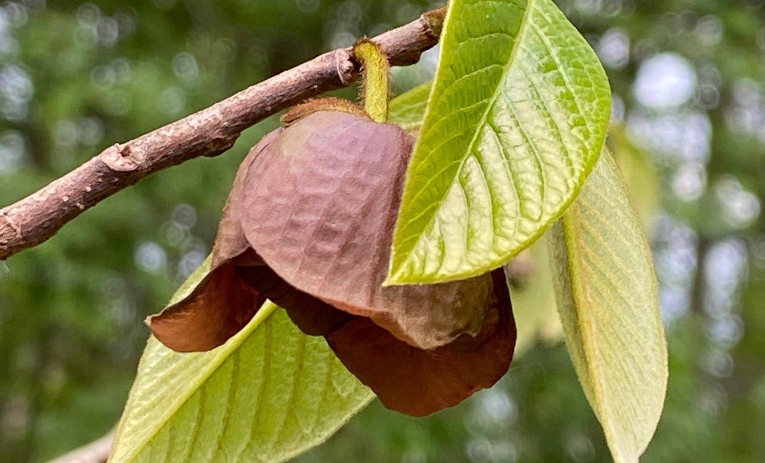 pawpaw fruit tree flower