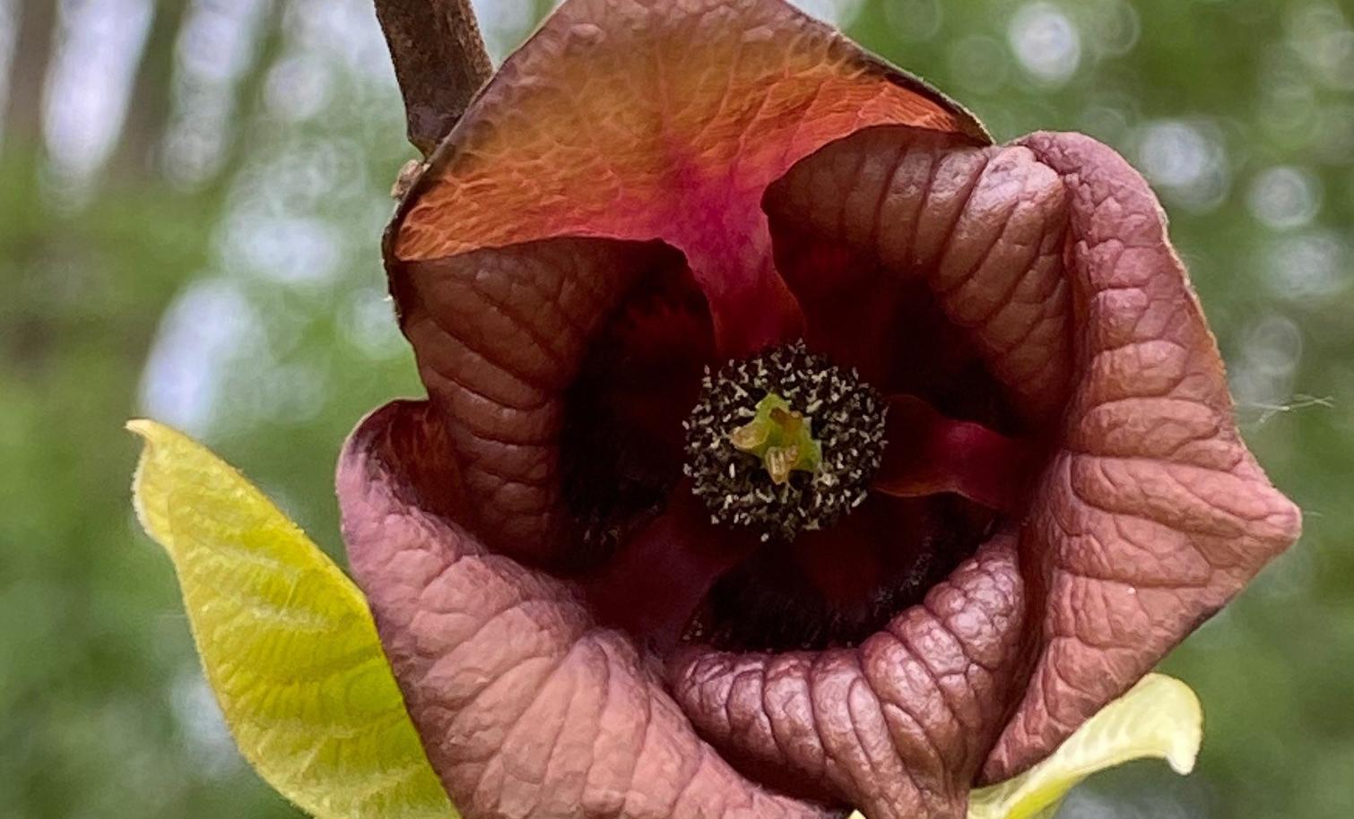 pawpaw fruit tree flower