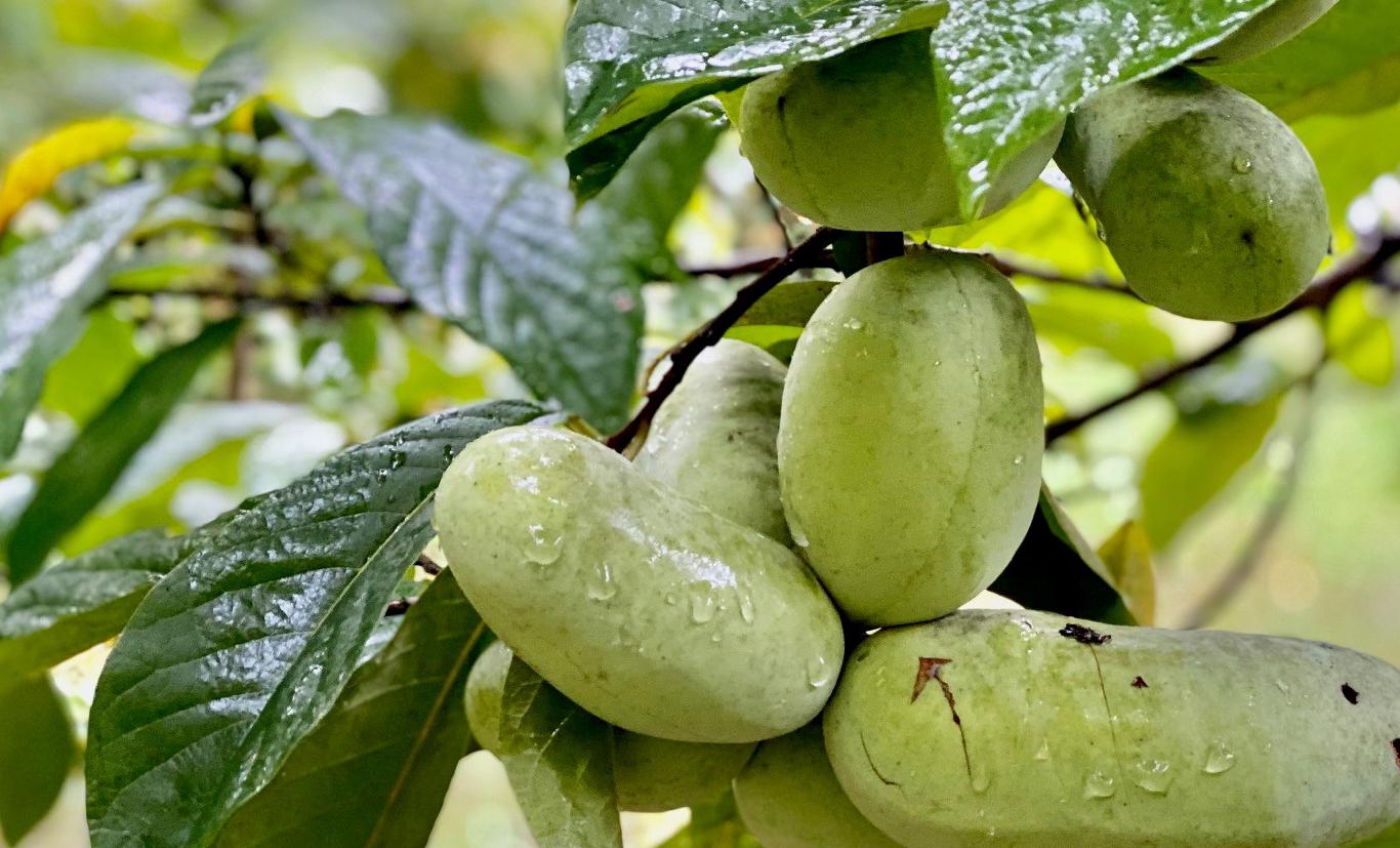 Pawpaws growing at Jackson Roger's Reserve