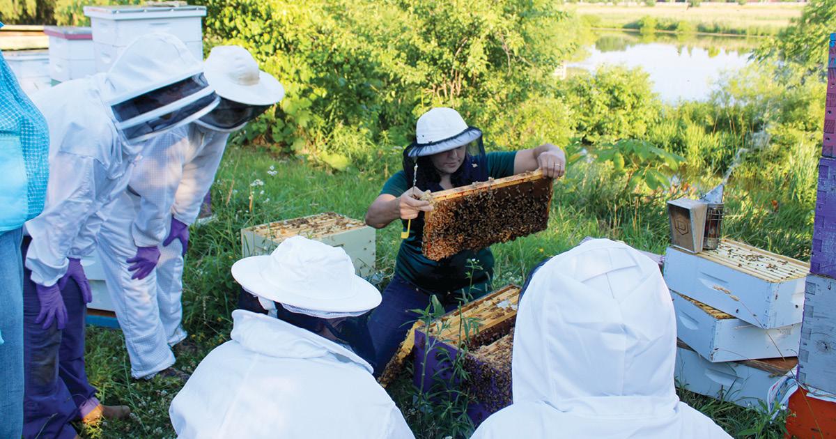 Bee Presentation