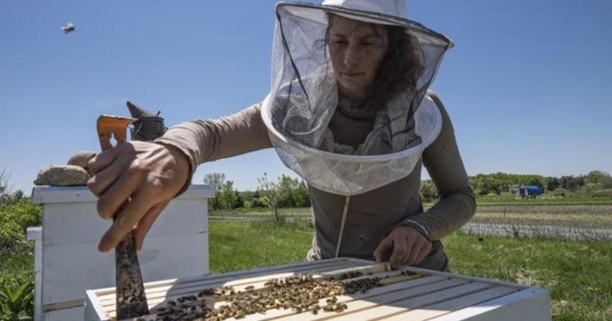 Meghan Milbrath, assistant professor in the Department of Entomology